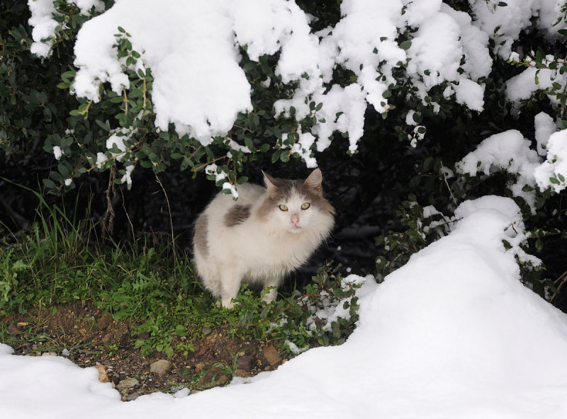 Meteora. Snow cat