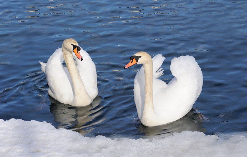 swans in lake Zeller see