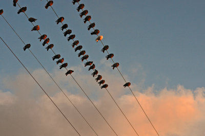 BIRDS ON A WIRE 3