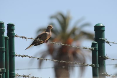 DOVE ON BARBED WIRE