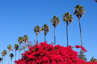 BOUGAINVILLEA AND PALMS