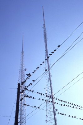 BIRDS ON A WIRE 5