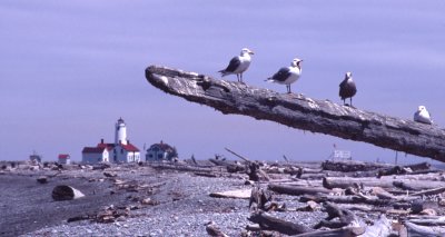 DUNGENESS SPIT