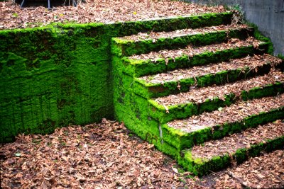 FORT WARD MOSSY STAIRS