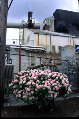 RHODODENDRON AND FACTORY