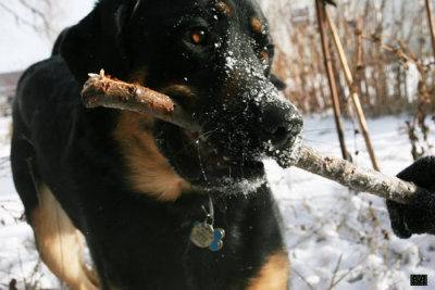 Happy Dog