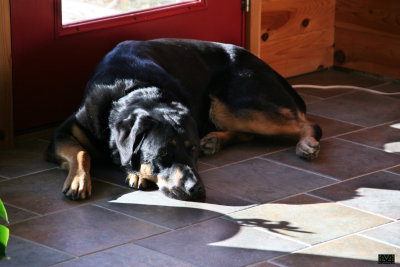 Guard Dog