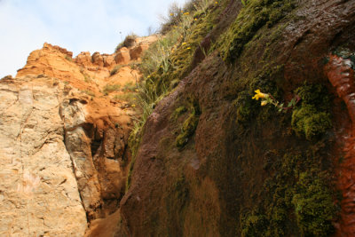 Redrock and Moss