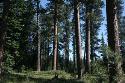 Healthy Oregon Forest