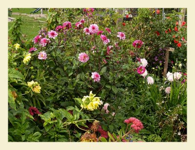 Flowers7031.jpg