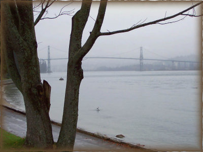 TreeStanleypark014.jpg
