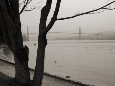 TreeStanleyPark014Sepia.jpg