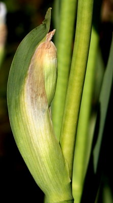 Iris Bud