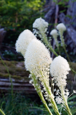 Beargrass