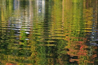 20  Reflection  - Sarnac Lake