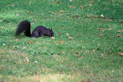 The Black Squirrel