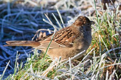 Frosty Sparrow