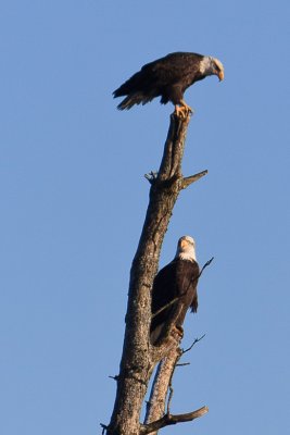 Duo