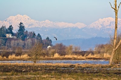 Olympic View