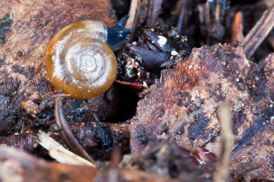 Snail Alone