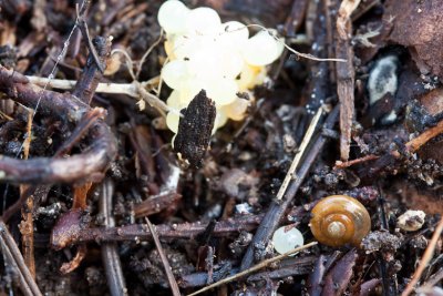 Snail with Eggs