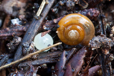 Snail with Egg