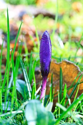 Sign of Spring