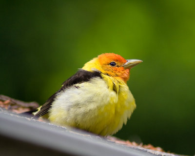 Western Tanager