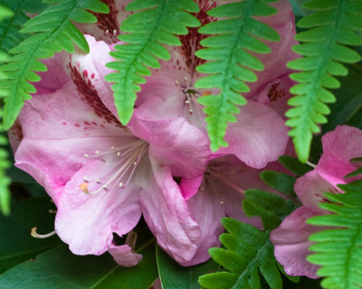 Rhododendron and Ferns