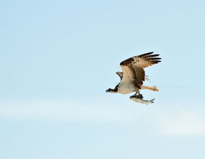 osprey