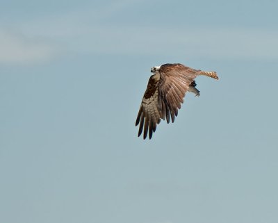 osprey