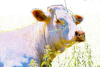 colorful white cow