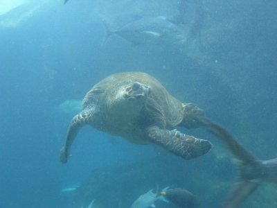 Oahu Sea Life Park IMG_2046.JPG