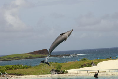 Oahu Sea Life Park_MG_0686.JPG