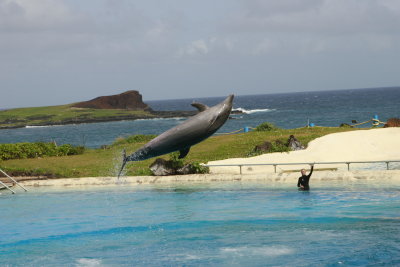 Oahu Sea Life Park_MG_0687.JPG