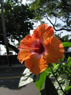 g1/52/527452/3/113843060.w7XfL56G.jpg