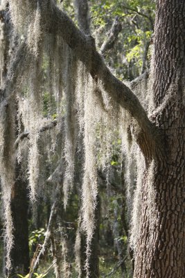 Spanish moss