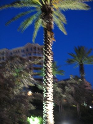 Night Time Palm
