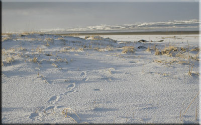 Footprints in the Snow - Long Beach, WA