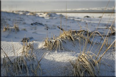 Beach Grass - Long Beach, WA