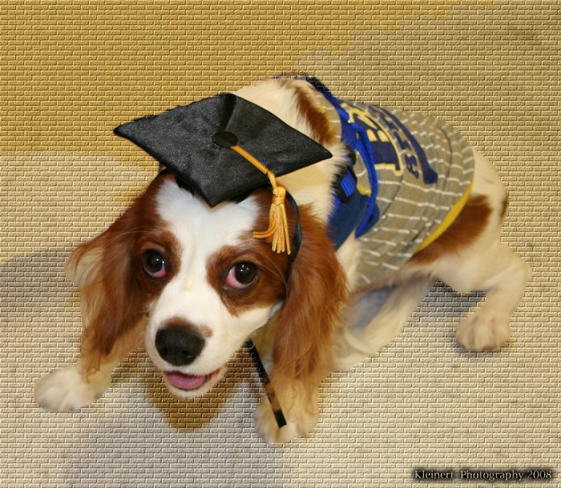 Bandit Graduation.jpg