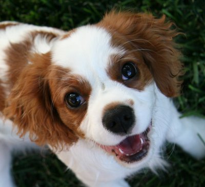 Bandit, our Cavalier King Charles Spaniel