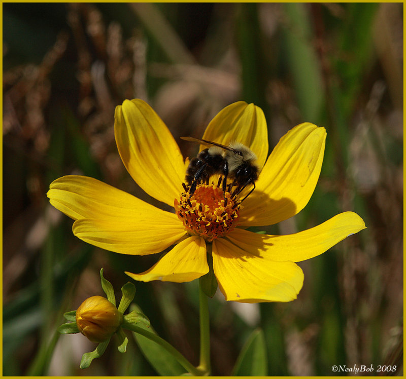 Bee October 21