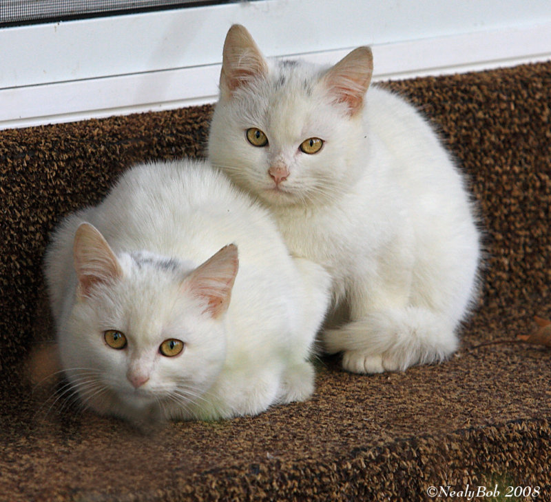 Kitty Kats December 13