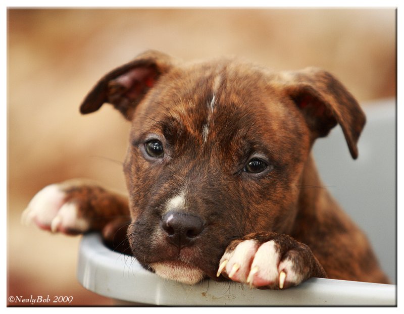 Puppy January 4