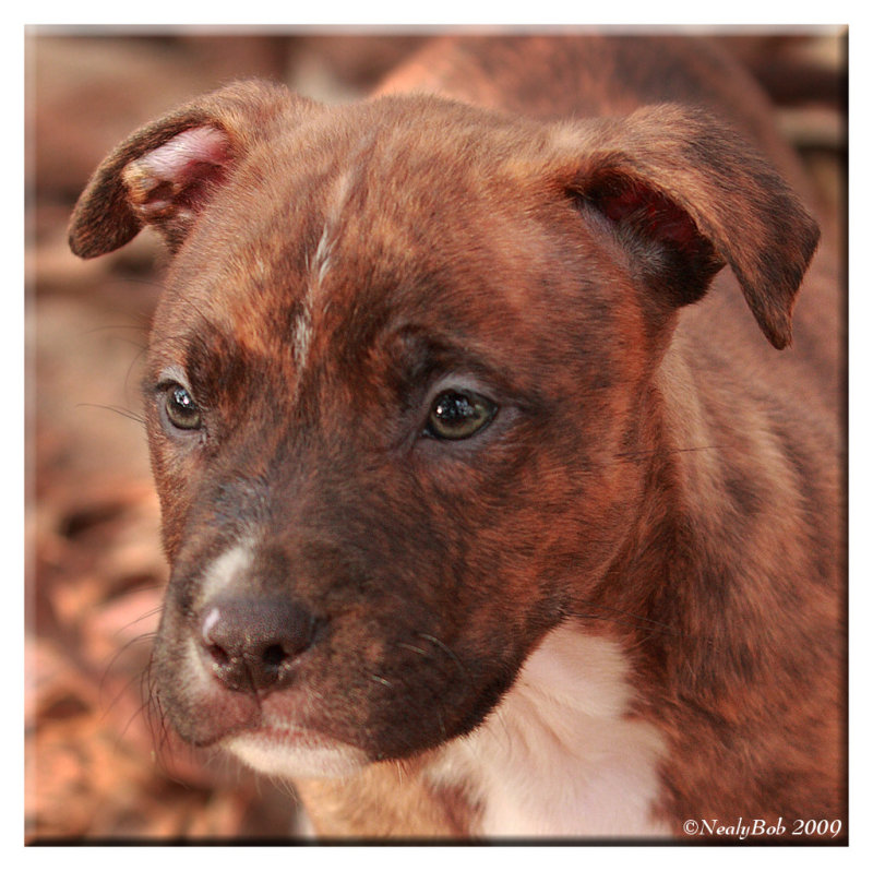 Brindle Pup January 22
