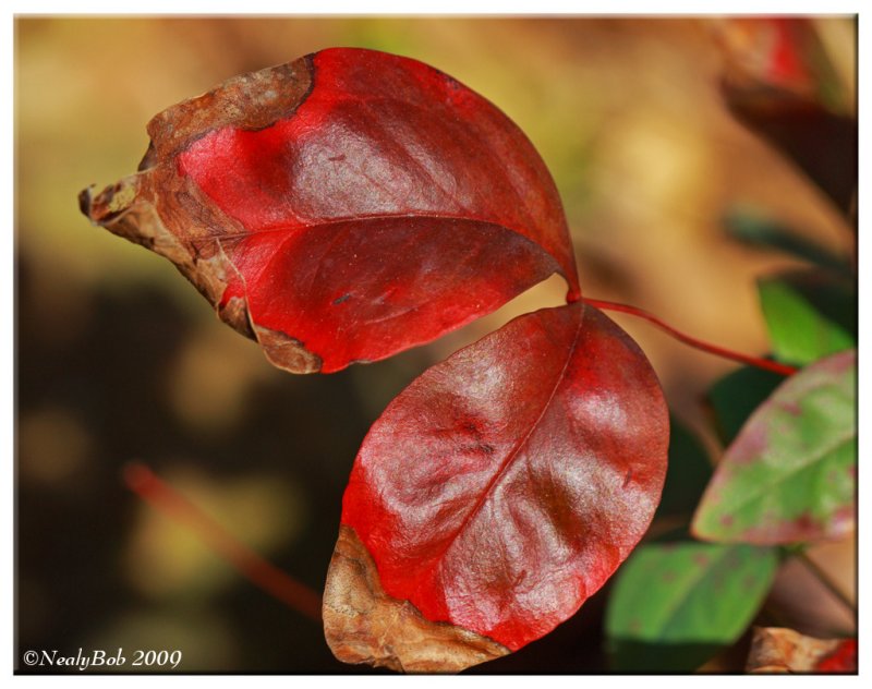 Nandina March 2