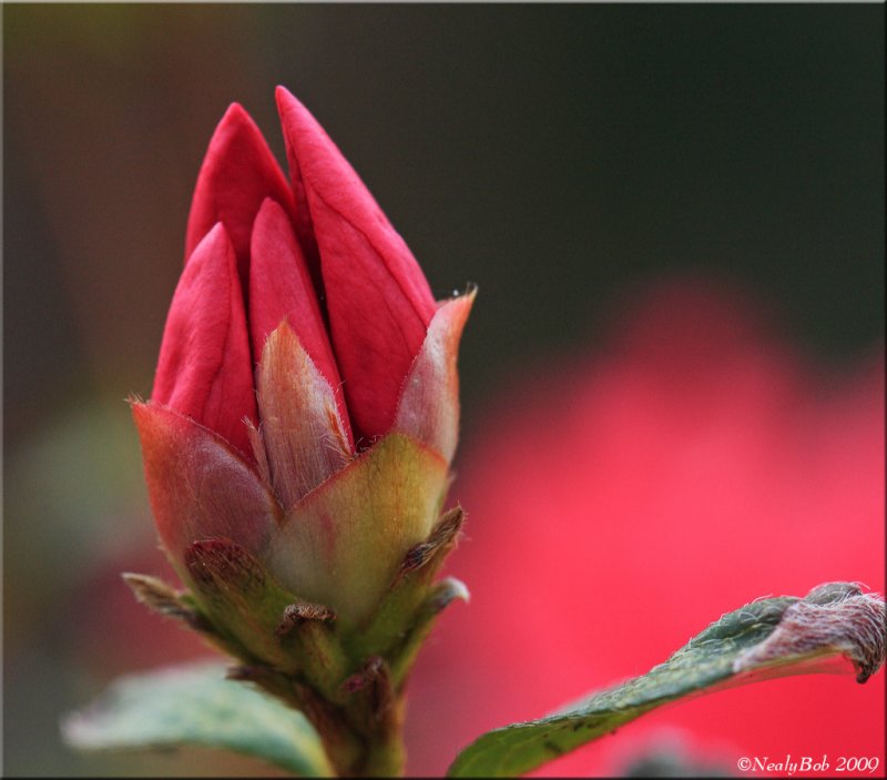 Azalea March 4