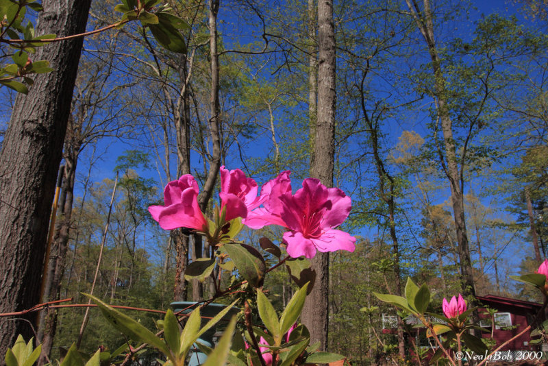 Azalea March 21