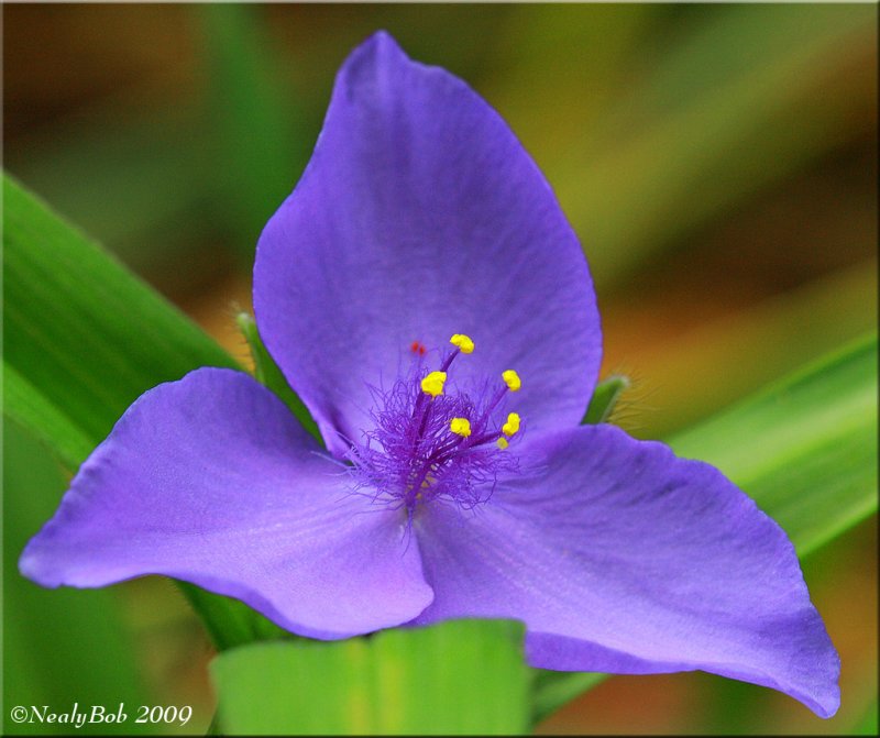 Spider Wort March 27